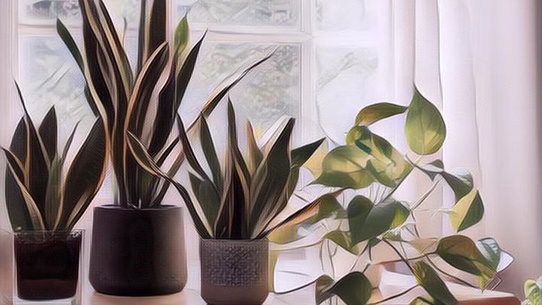 Polusi Menggila, Berikut 10 Tanaman Hias yang Bisa Menyaring Polusi Udara di Dalam Rumah
