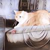 Cetak Sejarah, NASA Berhasil Kirimkan Video Kucing dari Luar Angkasa ke Bumi