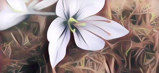 Memiliki Beragam Manfaat, Berikut 7 Manfaat Saffron untuk Kesehatan Tubuh