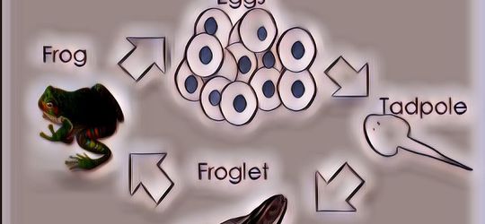 Metamorfosis Katak, Kisah Berudu yang Tinggal Di Daratan