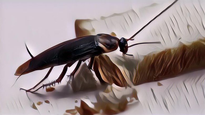 Pusing Mengusir Kecoa dari Rumah? Coba Pakai 5 Langkah Berikut Ini