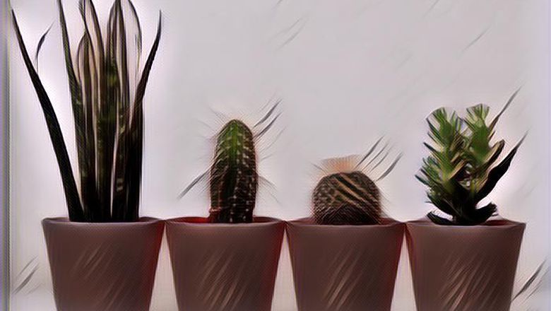 Hobi Kaktus? Tengok 9 Jenis Kaktus Mini yang Super Cantik Ini untuk Nambahin Koleksimu!