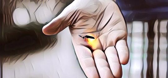 Belum Banyak yang Tahu, Fungsi Cahaya yang Menyala pada Kunang-Kunang Ternyata untuk Ini!