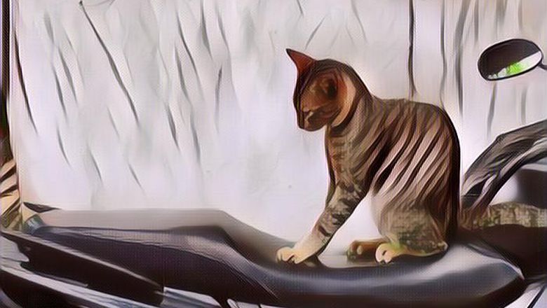 Penjelasan Dokter Hewan Soal Kebiasaan Kucing Mencakar Jok Motor