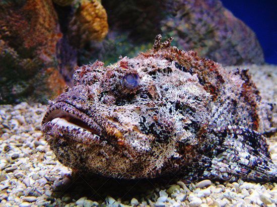 Stonefish