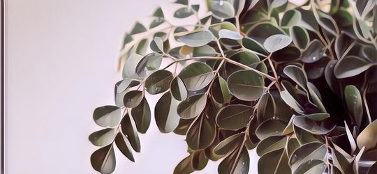 Kaya Akan Nutrisi! Berikut Manfaat Daun Kelor untuk Kesehatan