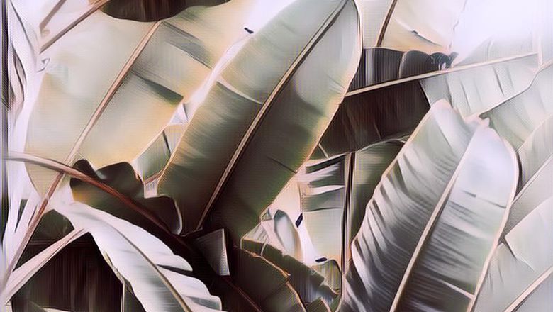 Sejak Kapan Daun Pisang Digunakan Sebagai Pembungkus Makanan?