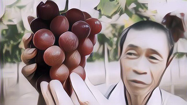 Ajib! Anggur Ini Adalah Yang Termahal Di Kelasnya