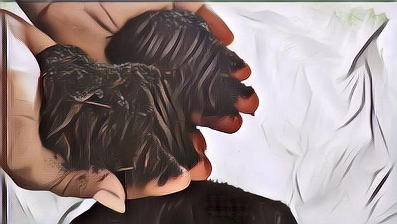 Mengenal Apa Itu Terramasi atau Pengomposan Jenazah yang Ada di New York