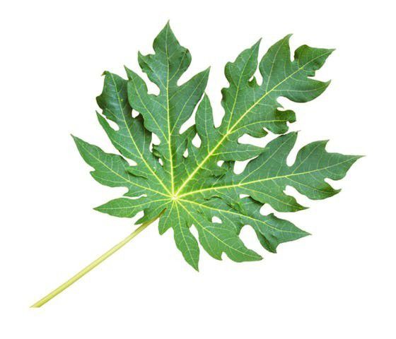 2. Pakailah daun pepaya
