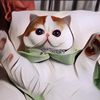 Koleksi Foto Kucing Terlucu dari Kucing Selebgram Dunia