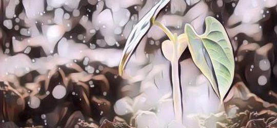 Simak Deh Fakta-fakta tentang Petrichor, 'Aroma' Hujan yang Disukai Banyak Orang