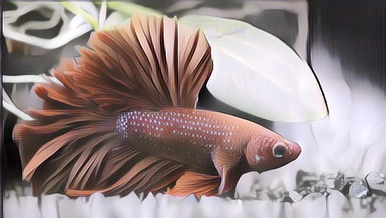 7 Jenis Ikan Cupang Sultan, Dari Harga Ratusan Ribu Hingga Puluhan Jutaan