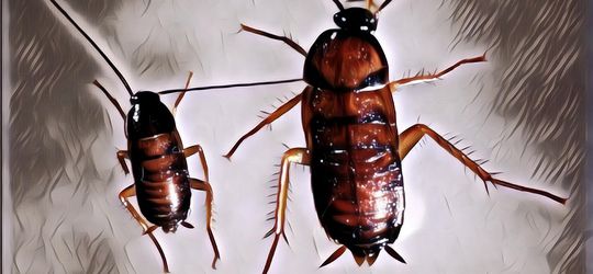 Metamorfosis Kecoa yang Udah Hidup Di Bumi Ratusan Juta Tahun