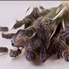 Meski Mahal, Manfaat Minyak Lavender untuk Kesehatan Gak Main-Main Loh! Apa Saja?
