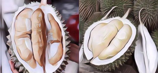 Durian Bawor vs Musang King, Mana Yang Lebih Enak? Gini Perbedaannya Yang Paling Menonjol!