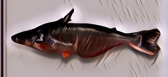 Kaya Akan Nutrisi, Berikut Manfaat Ikan Patin untuk Kesehatan