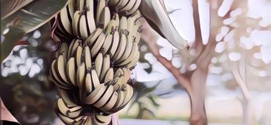 Pisang Adalah Buah Beri Sedangkan Strawberry Bukan, Kok Bisa?