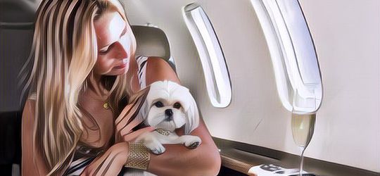 Biar Nggak Salah, Berikut Syarat Bawa Hewan Naik Pesawat Terbang