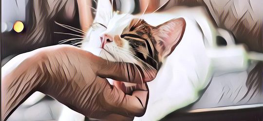 Bukan Karena Bisa Berinkarnasi, Ternyata Ini Penjelasan Kenapa Kucing Dianggap Punya Sembilan Nyawa ...