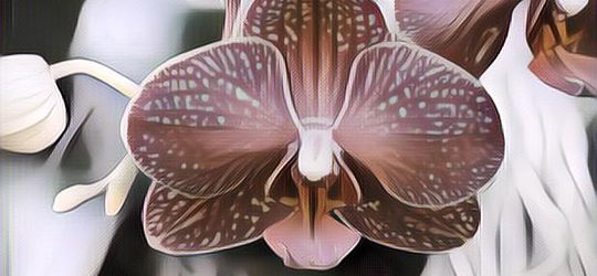 Keuntungan Punya Tanaman Anggrek di Rumah, Efeknya Bukan Main~