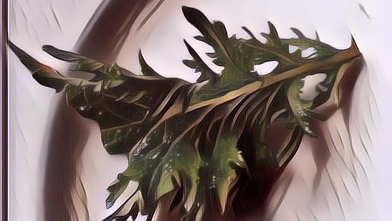 Macam-Macam Lettuce atau Selada yang Bisa Jadi Bahan Salad, Kesegaran nih!