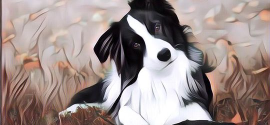 Wujudkan Mimpinya Sejak Kecil Untuk Jadi Anjing, Pria Jepang Habiskan Rp288 Juta Buat Ini