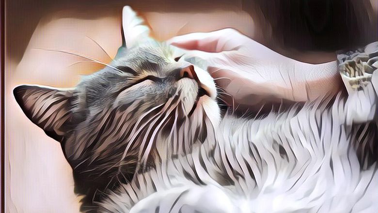 Apa Sih Arti Dengkuran Kucing? Ini Fakta-faktanya Menurut Peneliti