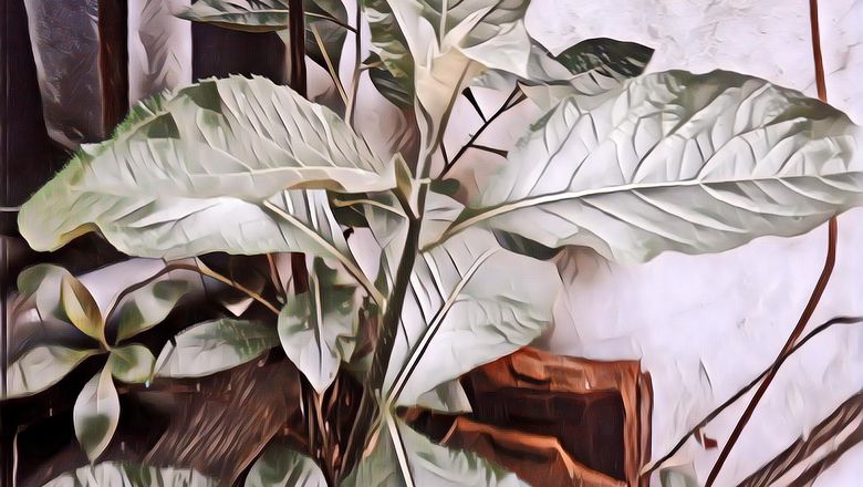 Faedah dan Cara Merebus Daun Afrika Buat Diabetes dan Kesehatan