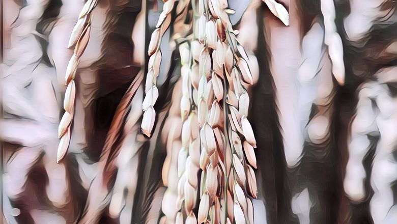 Nggak Cuma Indonesia, Amerika Serikat Ternyata Juga Konsumsi Beras Sejak 1820 Lho