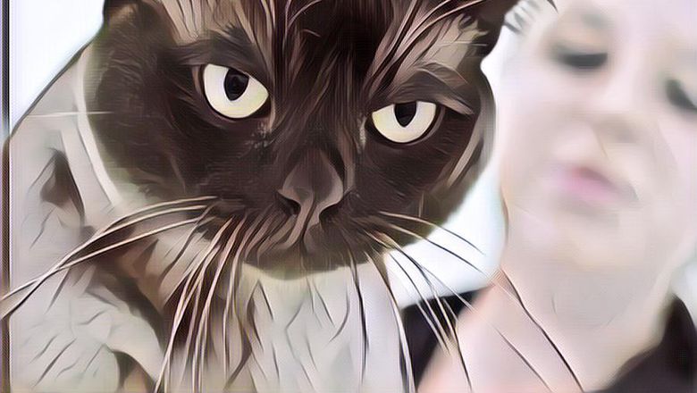 Bukti Kucing Beneran Punya 9 Nyawa: Selamat Tanpa Cedera Setelah Tergiling 12 Menit dalam Mesin Cuci!