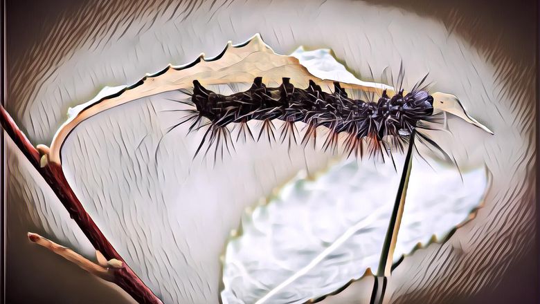 Gatal Karena Ulat Bulu? Begini Cara Mengatasinya!