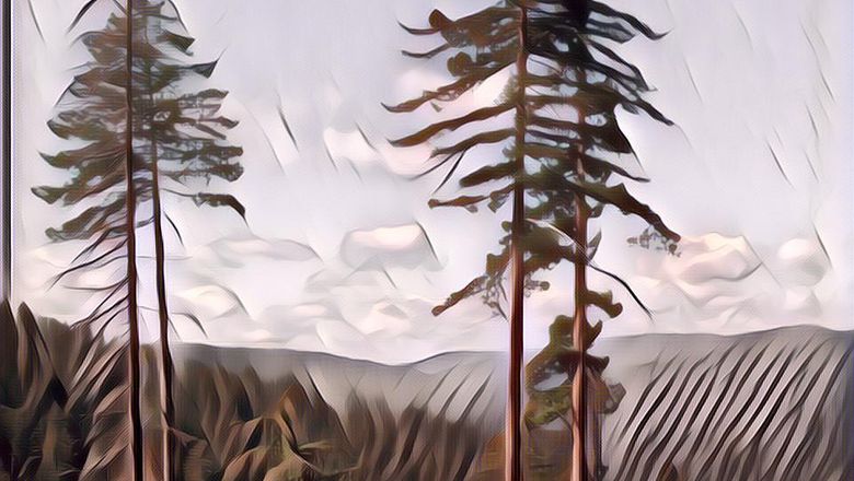 Berkenalan dengan Hyperion, Pohon Tertinggi di Dunia