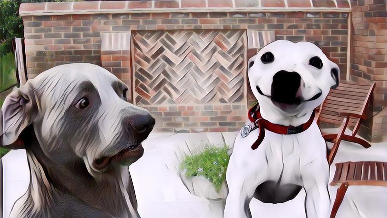 Lagi Bete? Lihat Foto-Foto Lucu Anjing Ini Deh, Dijamin Bikin Bahagia