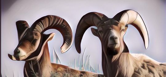 Lirik Lagu Domba Kuring - Darso Lengkap Dengan Artinya, Viral Di TikTok Gara-gara Azmy Z