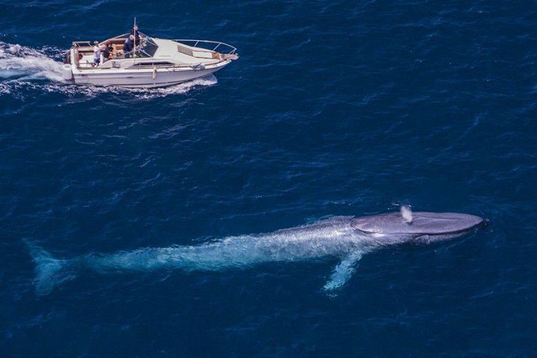 Hewan yang lebih panjang dari paus biru