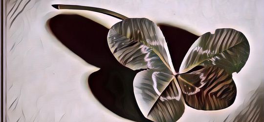 Manfaat Daun Semanggi untuk Kesuburan Wanita, Murah dan Berkhasiat!