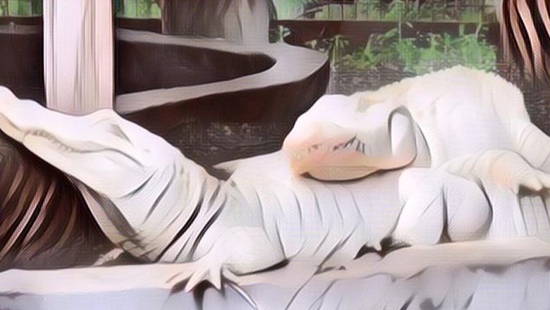 Begini Kisah Buaya Putih Dan Ikan Penjaga Danau Angker di Tasikmalaya