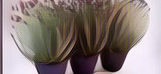 Tanaman Aesthetic Pengusir Nyamuk, Bisa Buat Mempercantik Rumah Juga