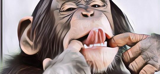 Hewan-hewan yang Dianggap Paling Cerdas di Bumi, Gak Bisa Diremehkan!