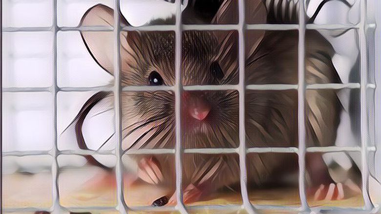 Pengusir Tikus dari Bahan Rumahan, Solusi Sederhana Tanpa Kimia Berbahaya