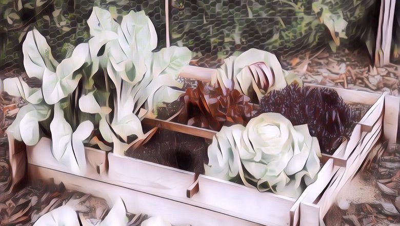 Micin Bisa Menyuburkan Tanaman Mitos Atua Fakta? Begini Penjelasan Dari Ahlinya