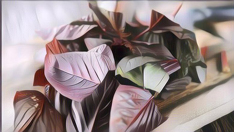 6 Manfaat Bayam Merah yang Bisa Kamu Temukan Bagi Kesehatan Tubuh