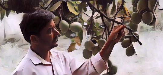 Wah, Ada yang Unik Lagi, Kini Petani Kenalkan Mangga Berbentuk Apel namun Rasa Pisang