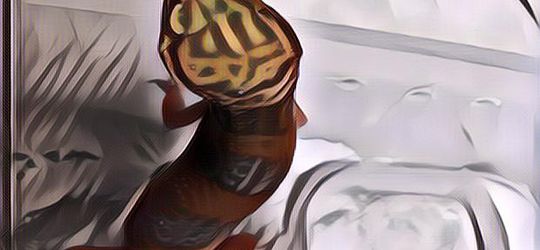 Ditemukan Tokek Berlafaz Allah dan Deretan Hewan Lainnya Dengan Tulisan Serupa