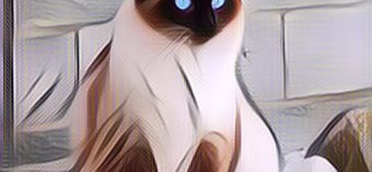 Tahu Nggak Sih Ternyata Bukan Manusia Aja yang Bisa Kena Arthritis, Kucing pun Bisa Kena