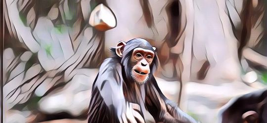 Pria India Dilempari Batu Sama Monyet Hingga Tewas, Serem Amat!