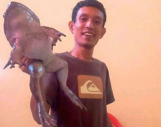 # Ukuran Mirip Bayi Manusia