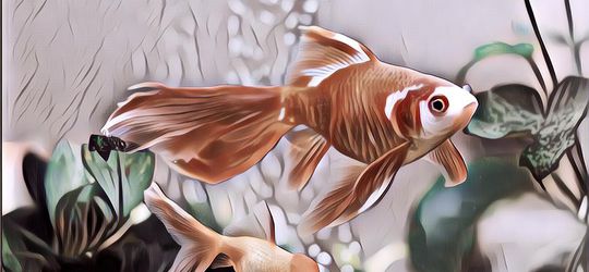 Jadi Ikan Terlangka Di Dunia, Ikan Hias Air Tawar Ini Mulai Mengalami Kepunahan, Yuk Jaga Bareng-Bareng!