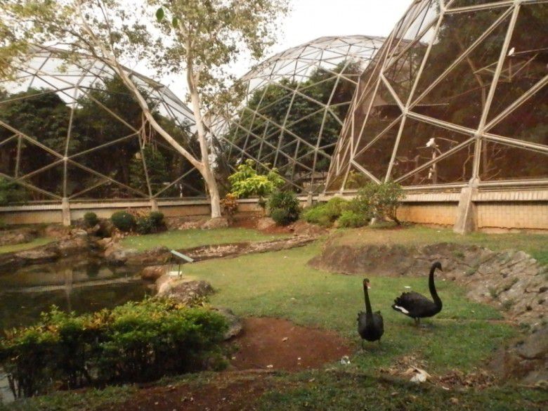 1. Mengenal Jenis Burung di Taman Burung TMII